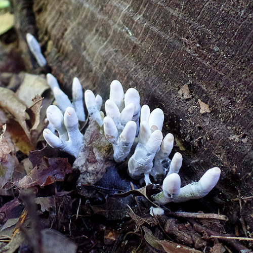 tom-at-the-farm: Fungus + slime mold = BFFs