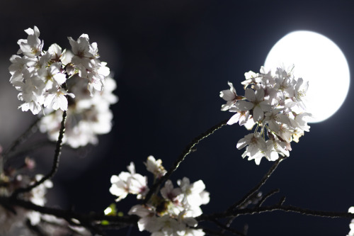 Porn Pics meme-xx: Cherry blossom and “supermoon”