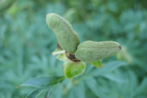 Paeonia humilis ‘Juhannuspioni’ — dwarf peony