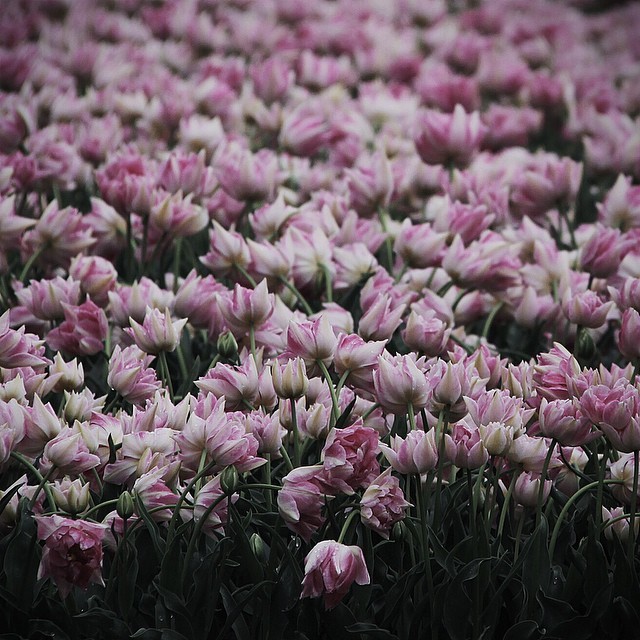 floralls:    by  dromelot   