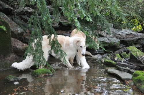 photozoi: Meet James and the Giant Peach (GP, or Jeep for short). They are puppy brothers, and foste