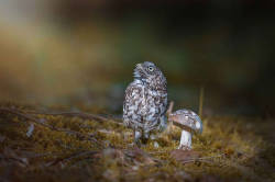 blazepress:  Photographer Captures Tiny Owl Seeking Refuge Under a Mushroom During a Storm