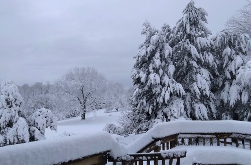 forsythiahill:  Starting January out with a bang - No electricity for 5 days. Snowy scenes from this last week around my house in Charlottesville, VirginiaWas so happy to finally see blue sky roll in.