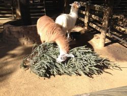 awwww-cute:  my local zoo gives donated christmas