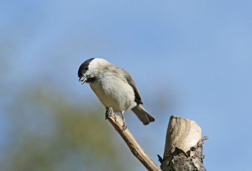 A marsh tit with a mouthful of sunflower seed.