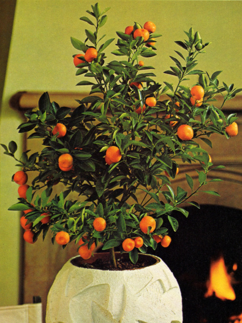 supremeinteriors: Favorite House Plants | Better Homes &amp; Gardens ©1976