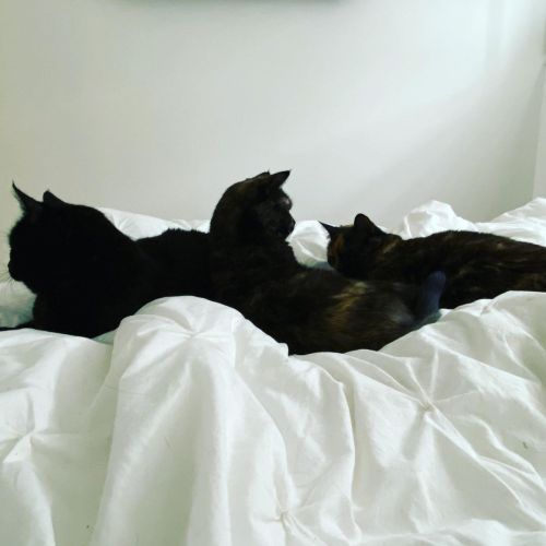 Peaceful trio #travelingwithcats better than I expected. #laserfocusedwideangleview (at Kelowna, British Columbia)
https://www.instagram.com/p/CMAWL3EAZRP/?igshid=ijzn7jinoaan