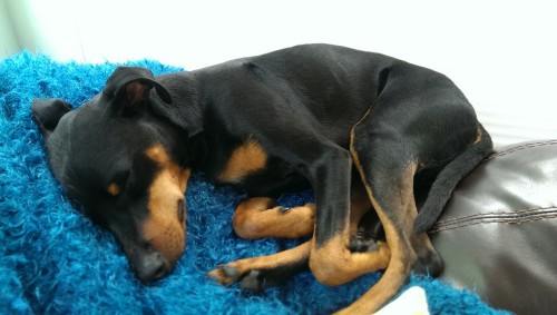 twominpins:  The boys went to the dog park today while the girls stayed inside. Potzi is exhausted f