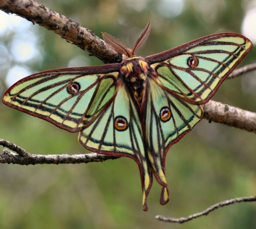 whatthefauna:This Spanish moon moth is flaunting his good looks in the handful of days he has left t