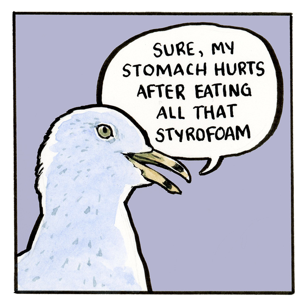 The second panel of the cartoon is a closeup of the speaking seagull. Its beak is yellow with a black band near the tip. It says, "Sure, my stomach hurts after eating all that styrofoam"