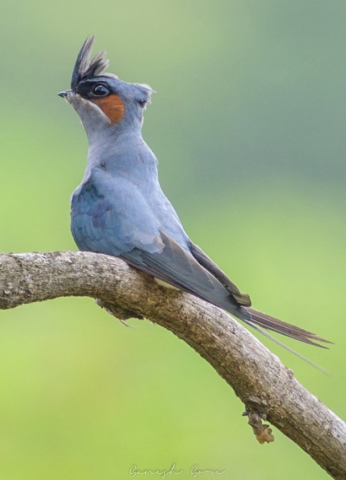 A Bird Youve Probably Never Seen Before Is The Treeswifts...they Are The WEIRDEST Looking Little Dudes