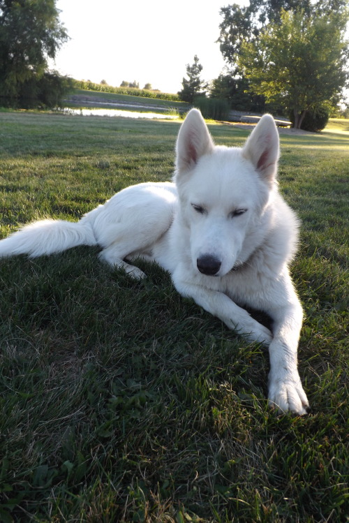 handsomedogs:My handsome Siberian Husky, Fennec. Named after the Fennec Fox because his ears were hu