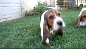 hounddogsrunning:  HIIIIYEEEE!!! 