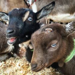 smmcdowell:  Baby pygmy goats at Beacon Hill