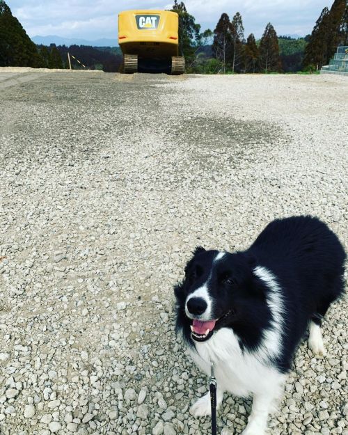 落ちかけの重機とミシェル坊 ： ： #bordercollie #dog #instadog #dogstagram #dogoftheday #doglife #petstagram #いぬ #ふわ