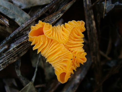 Cantharellus concinnus by Thierry Ollivain on Flickr.