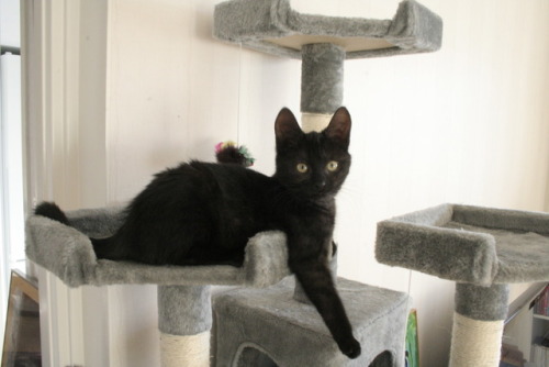 ramadiiiisme:My darling kitten Myrah <3