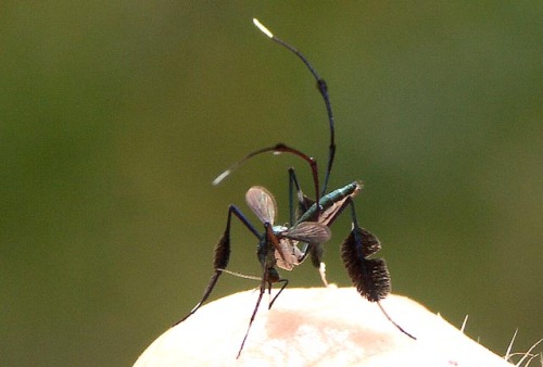 astronomy-to-zoology:Sabethes cyaneus…a colorful species of mosquito that occurs in Central and Sout