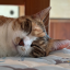 cocoa-3cat