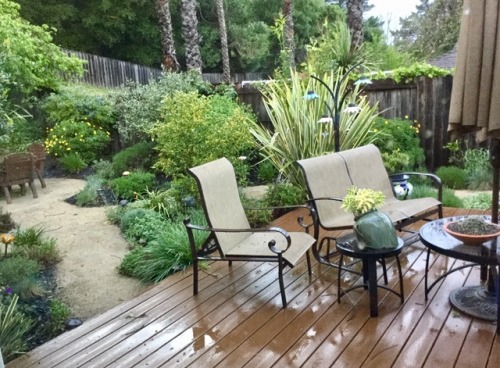 April, 2017. Rainy day view through window of back deck. What can I say? It&rsquo;s April in Cal