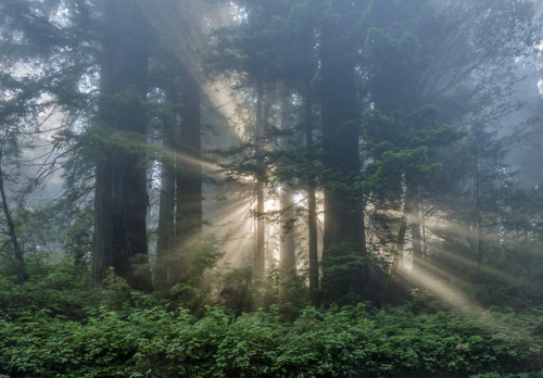 Morning Rays by The Northcoast Photographerwww.northcoastphotographer.net