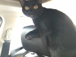 unflatteringcatselfies:  The car gremlin