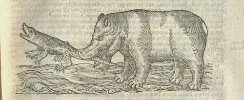 So many beautiful (and sometimes scary) beasts! From Topsell’s The history of four-footed beas