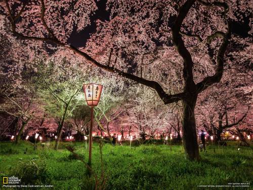 tony-not-toni:Cherry Blossoms, Japan“In Japan the nighttime viewing of cherry blossoms in spring, li