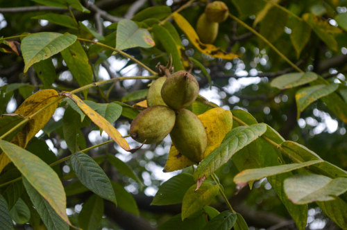   Black Walnut and the White Walnut The Black Walnut compared to the White Walnut also kno