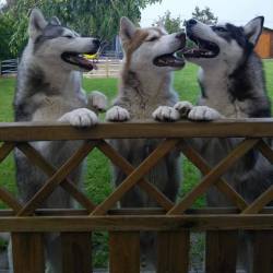 Dog-Husky:  Bet You Haven’t Heard This One Before / Via 