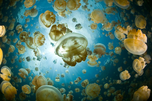 sixpenceee:  Jellyfish Lake, Palau The Jellyfish Lake, located on Eil Malk island