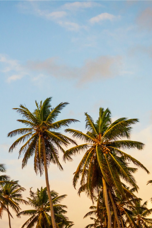 thelavishsociety:  The Palms by Thomas Lefebvre | LVSH