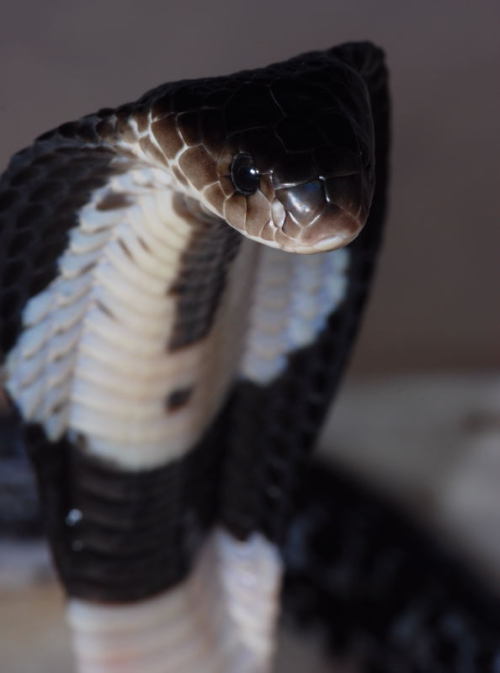 snake-lovers: Javan Spitting Cobra (Naja sputatrix)