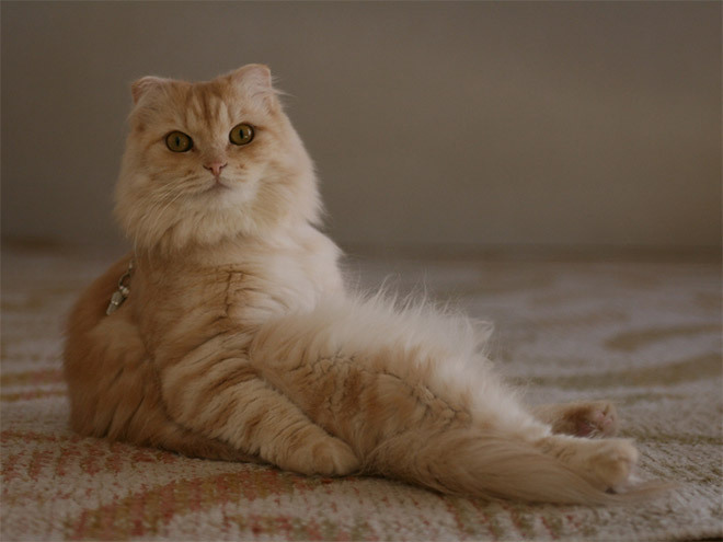 tastefullyoffensive:  Cats Sitting Like Humans [x]Previously: Cats Wearing Animal