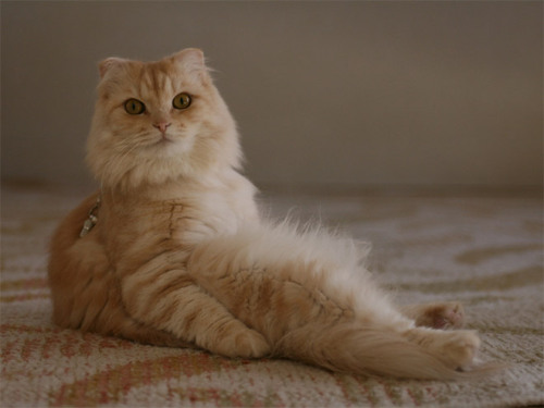 Sex tastefullyoffensive:  Cats Sitting Like Humans pictures
