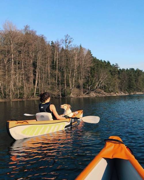 I think Koira likes our new inflatable kayaks &hellip; ✨ #koira #borzoi #kayakdog #hundliv #rus