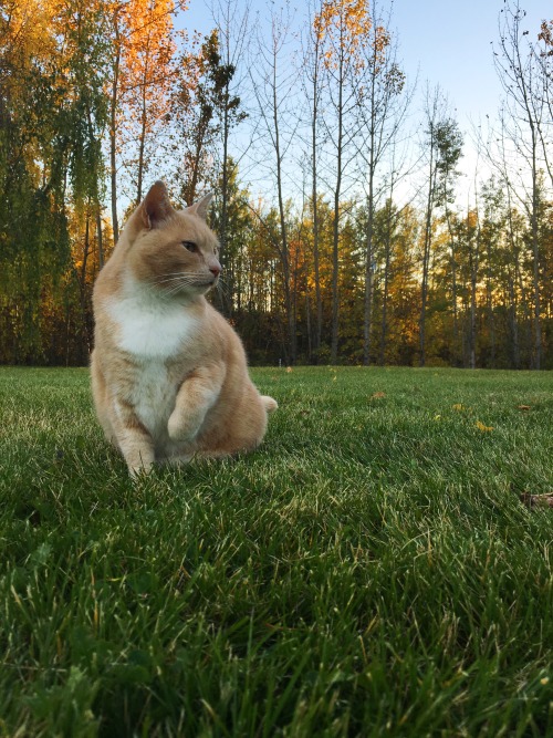 airyairyquitecontrary:onderon:nothing better than hanging out with your cats on a crisp fall evening