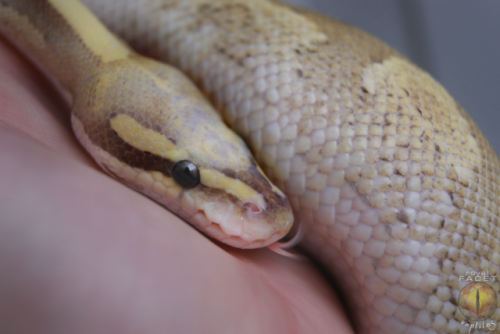 daedricsnakes:dollface