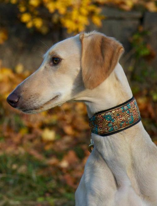 pangur-and-grim:finahundar:Aphrodite E Mazda of Boorchin - “Efi”this saluki looks like s