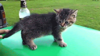 ihanraku:  only——gifs:   Check me blog!   
