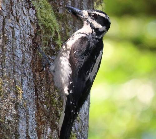 Female hairy woodpecker (Picoides villosus) picking insects from the moss growing on a big-leaf mapl