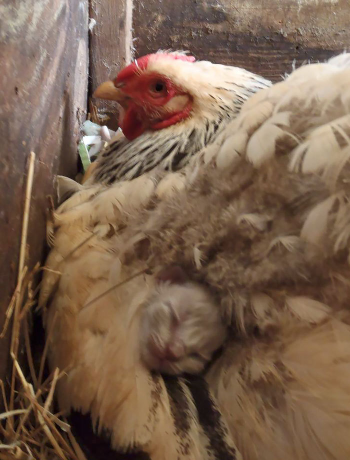 impossiblejellyfishfart: cryoverkiltmilk:  catsbeaversandducks:  Mama Hens And Their