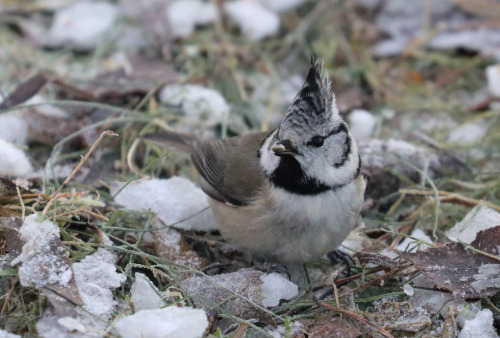 Crested tit/tofsmes.