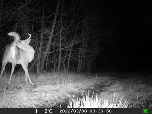 The boys are very proud of their antlers this year—most of them still haven’t shed them!