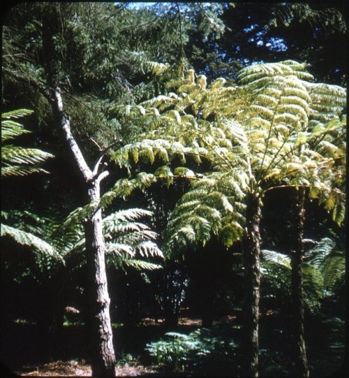 twoseparatecoursesmeet:Fern Forest, 1960sBruce Thomas