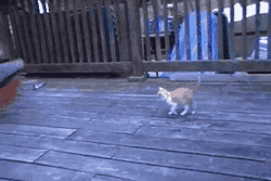 tastefullyoffensive:The ultimate cat toy. [video]