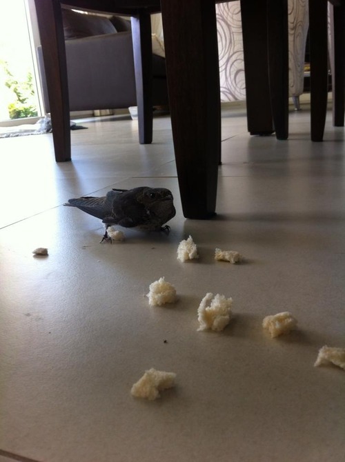 Porn Pics icwok:  a bird flew into my house while i