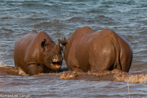 Stunning photos of a black rhino face-off between the rhino bull and younger competitor. Although ba