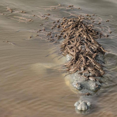 animals-riding-animals:gharials riding gharial ALL ABOARD THE MOM BOAT