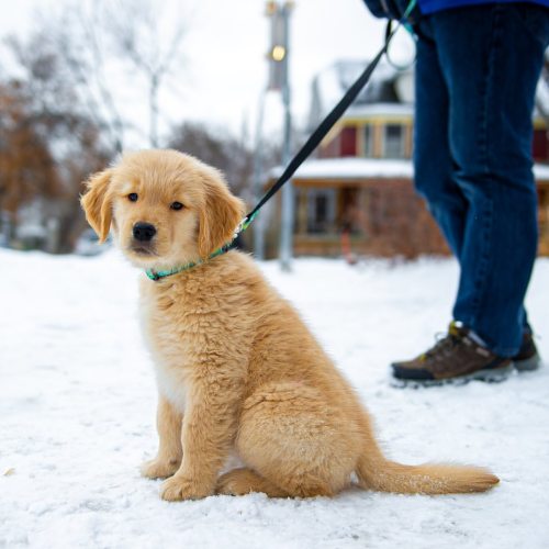 Jazz, (9.5-wk-o), Golden Retriever, River Heights, Winnipeg. “She’s just wonderful.” • #Animalwelfar